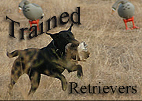 Trained Retriever during hunt test