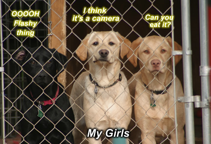 Retrievers in training