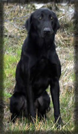 Serious Black